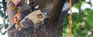 Best Tree Mulching  in Littlefield, TX