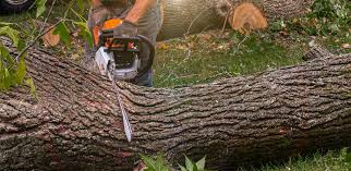  Littlefield, TX Tree Services Pros