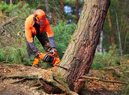Best Lawn Maintenance Plans  in Littlefield, TX