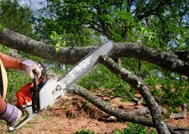 Best Tree and Shrub Care  in Littlefield, TX