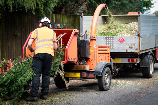 Best Organic Lawn Care Solutions  in Littlefield, TX