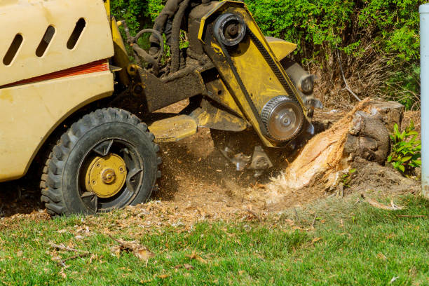 Best Tree Maintenance Programs  in Littlefield, TX