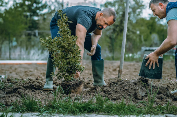 Best Lawn Drainage Solutions  in Littlefield, TX