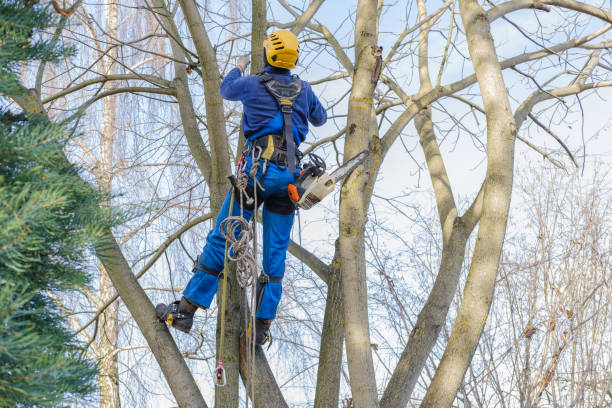 Best Tree Risk Assessment  in Littlefield, TX