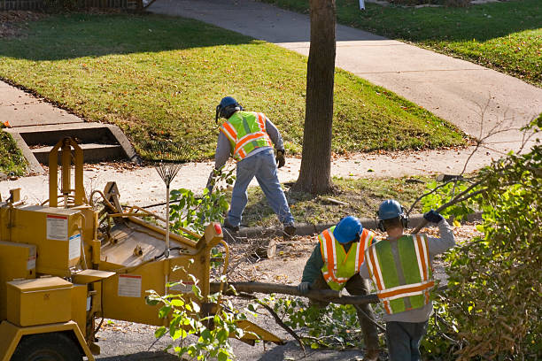 Best Lawn Pest Prevention  in Littlefield, TX