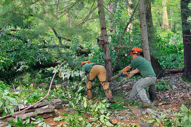 Best Tree Cabling and Bracing  in Littlefield, TX
