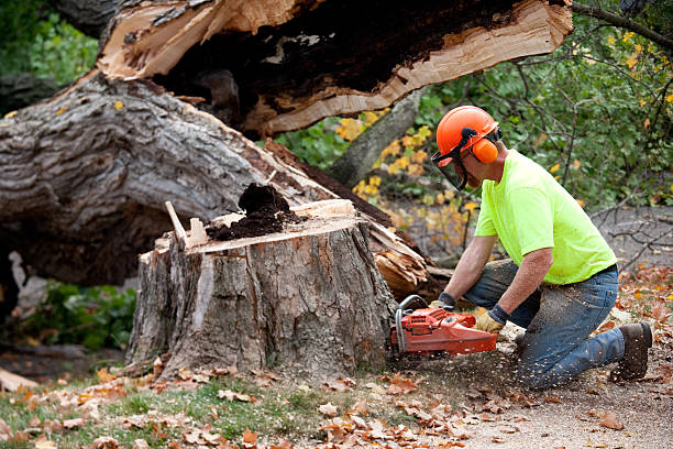 Best Emergency Tree Removal  in Littlefield, TX