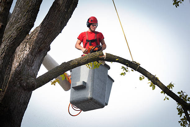 Best Stump Grinding and Removal  in Littlefield, TX