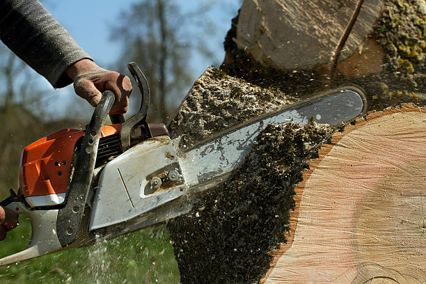 Best Storm Damage Tree Cleanup  in Littlefield, TX